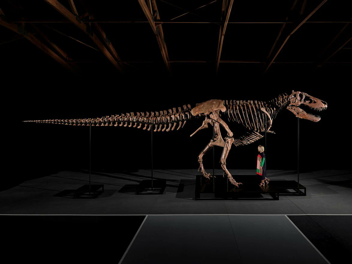 NatSciChannel's tweet photo. 🚨BREAKING PALEO NEWS🚨

Yet another T.rex going to auction...
Gus rex. Collected over 2021/22/23 field seasons. 183 bones,~63% complete by bone count, 75–80% of bone mass. 82% complete skull.
• Length~38 feet
• Auction with Sotheby’s July 14
• EST. 20-30 mill USD for this... https://t.co/1XuKUvbM5O