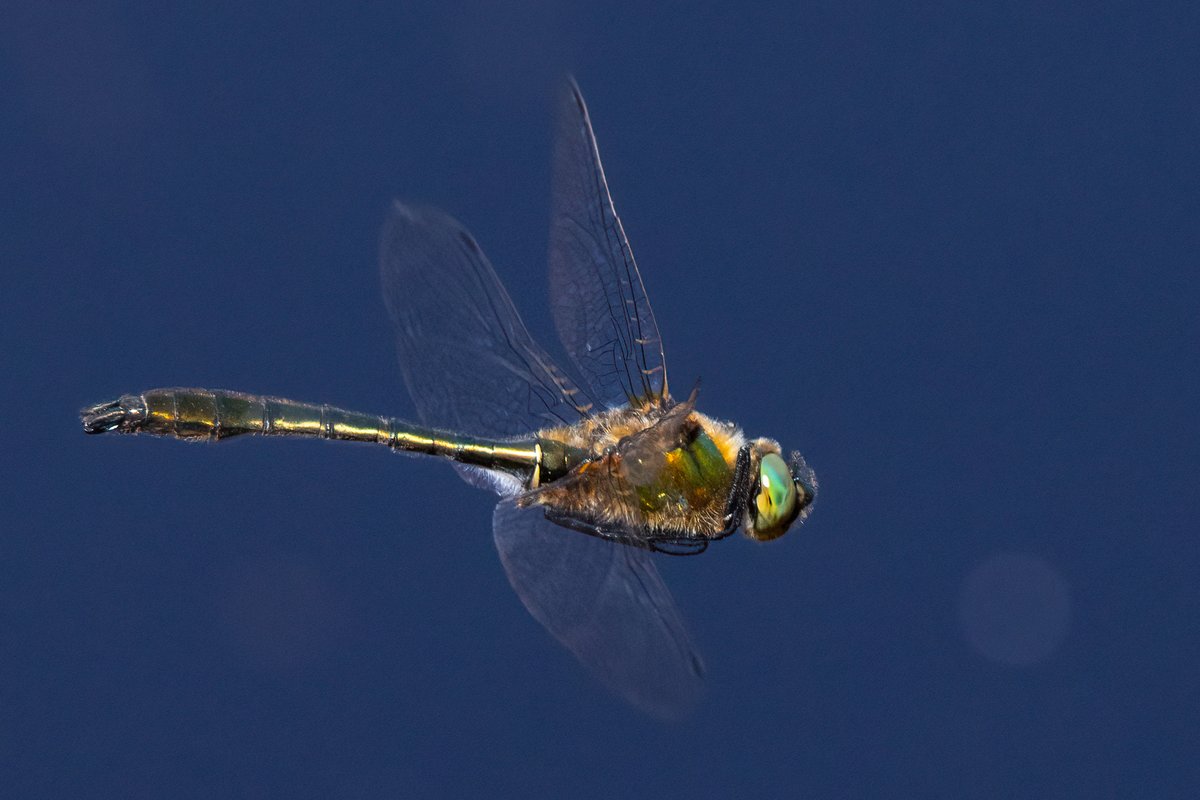 markwright12002's tweet photo. Downy emerald dragonfly
Wareham Forest, Dorset
@BDSdragonflies @DorsetWildlife https://t.co/Jo3REJRhE1