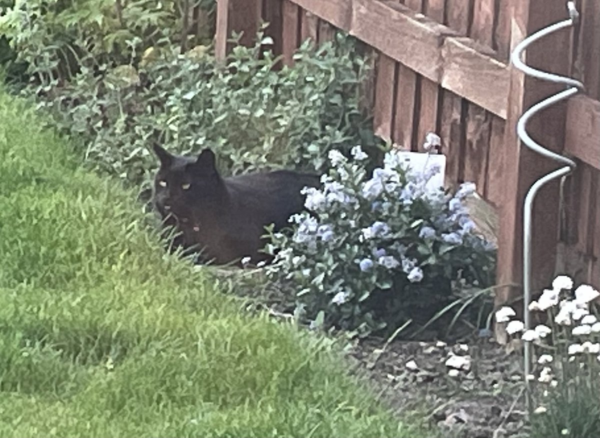 FelinesqueVogue's tweet photo. Sweet Furiends - what a day! Mums iron broke, she then cut her finger getting the guarantee from the filing cabinet. Best result I had a stare off with Mr No Tail, from across the street, who invaded my garden and I won. Love Vo X https://t.co/5cNoaWvpt8