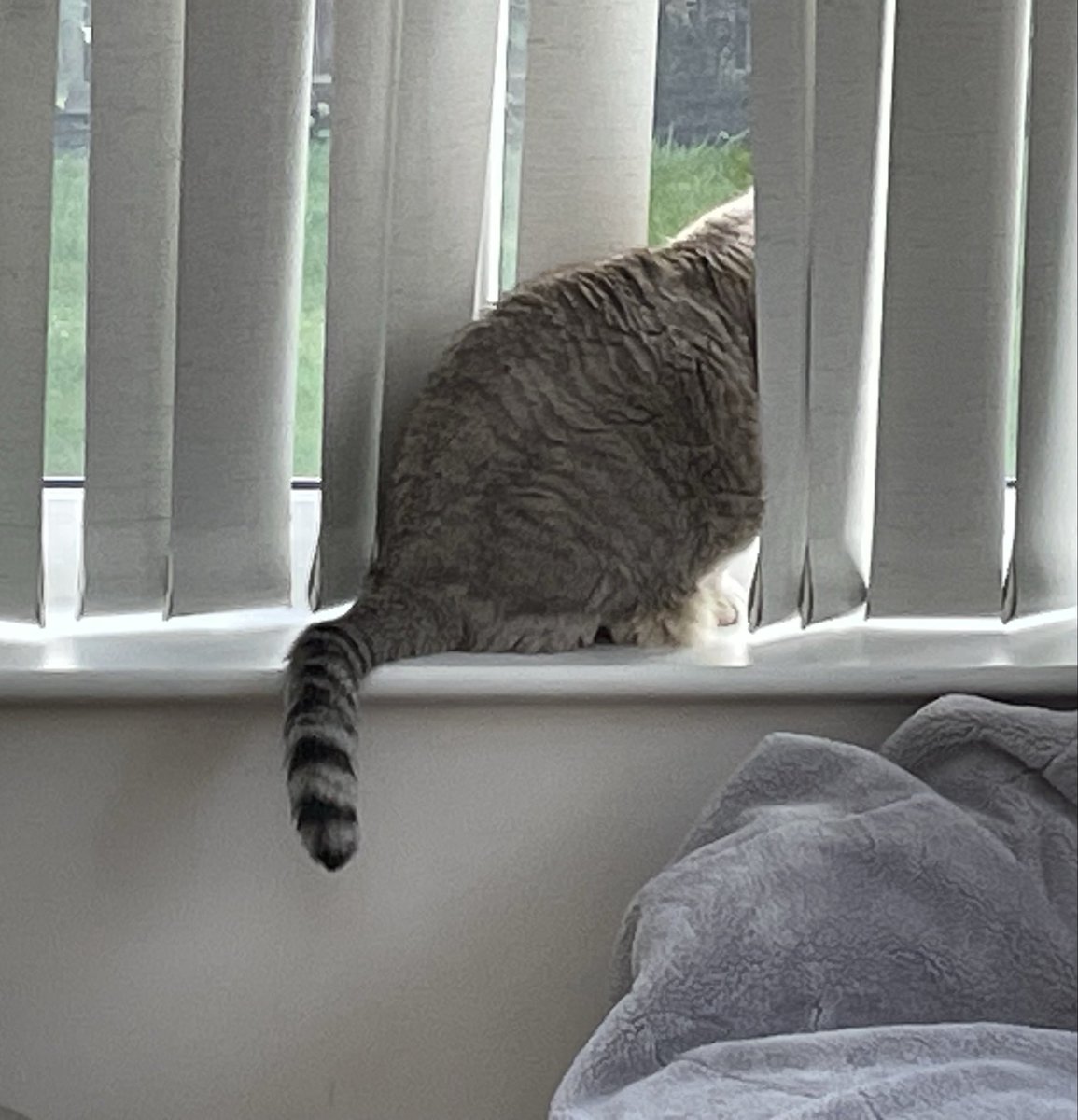 FelinesqueVogue's tweet photo. Sweet Furiends - what a day! Mums iron broke, she then cut her finger getting the guarantee from the filing cabinet. Best result I had a stare off with Mr No Tail, from across the street, who invaded my garden and I won. Love Vo X https://t.co/5cNoaWvpt8