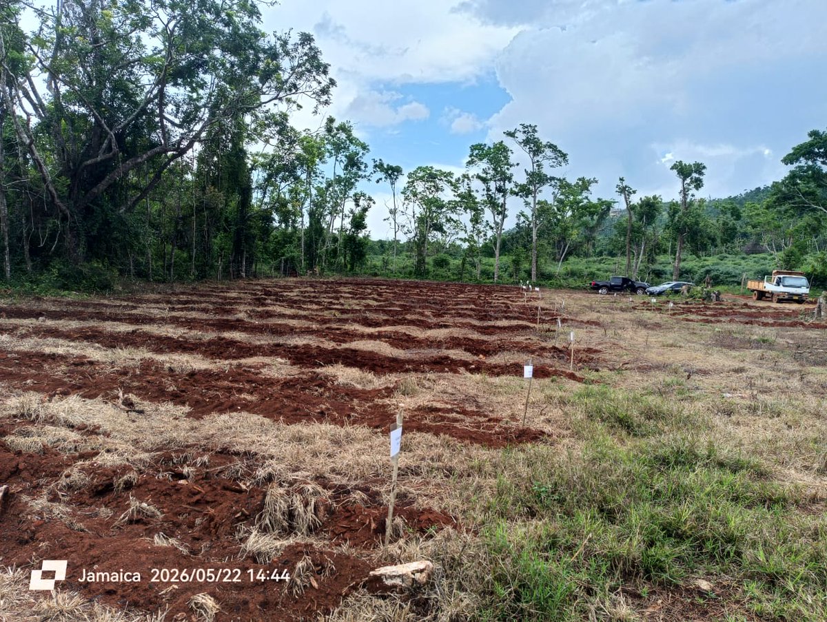 CCRAFCaribbean's tweet photo. As the ADOPT Caribbean Project nears completion, its impact continues through knowledge sharing &amp; action across the region.

🇯🇲 In Jamaica, preparations continued at the forage plot in Minard ahead of upcoming demo activities.
@GRA_GHG 

#NZClimateSmartAg  #ADOPTCaribbean https://t.co/2pOVqHOtls