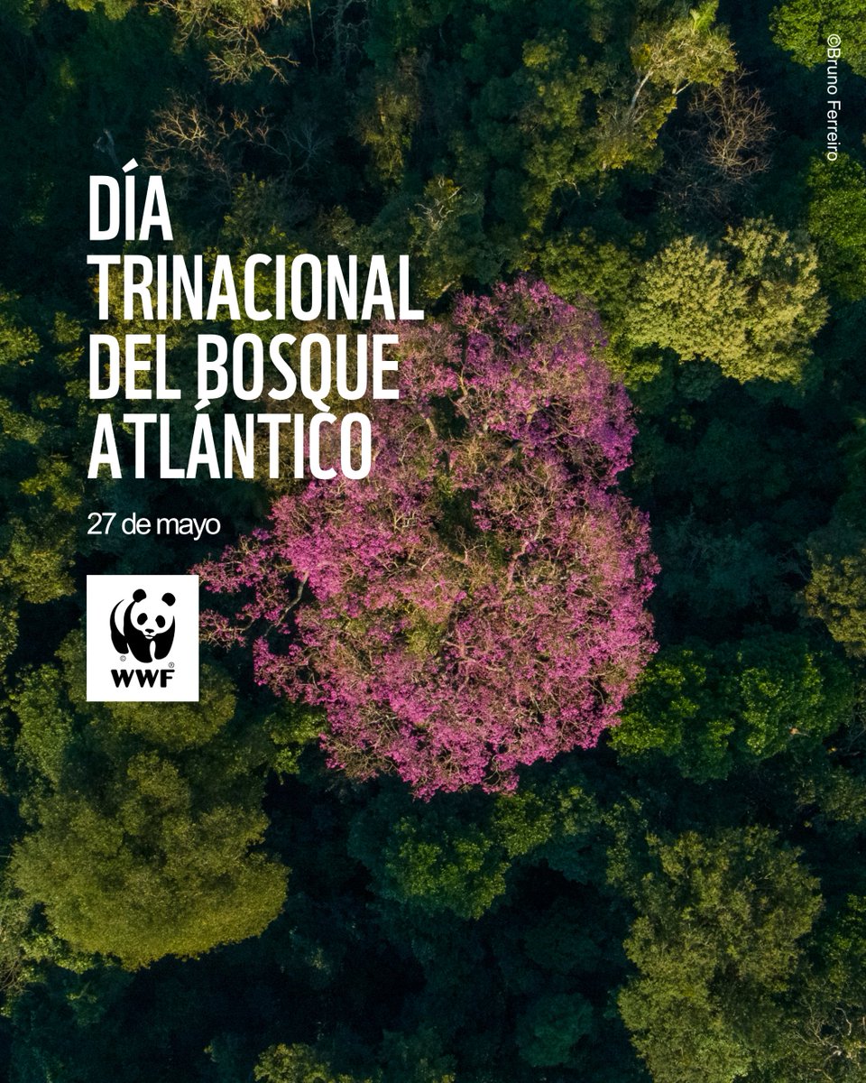 WWFpy's tweet photo. 🌳Día del Bosque Atlántico🌳

Hoy es un día especial para el Bosque Atlántico, ese pulmón verde que une a Argentina, Brasil y Paraguay. Un refugio de vida silvestre y biodiversidad que nos necesita más que nunca. 🧉 ¡Un mate compartido entre tres países! https://t.co/FgsHBuQacz