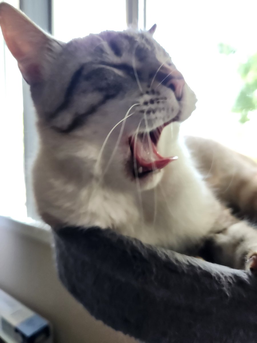 WalterBestBoy's tweet photo. i told Lentil that Soda Can still hasn't been adopted and he started howling in agony. look at him, he's inconsolable. "it's not fair!" he screams, "it's just not fair!!" won't someone please adopt Soda Can so that Lentil can smile again?? https://t.co/jiR3lJE2t6