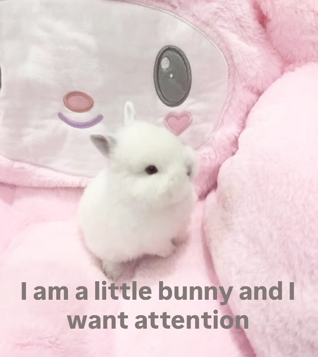 kitti 🧁 tweet media