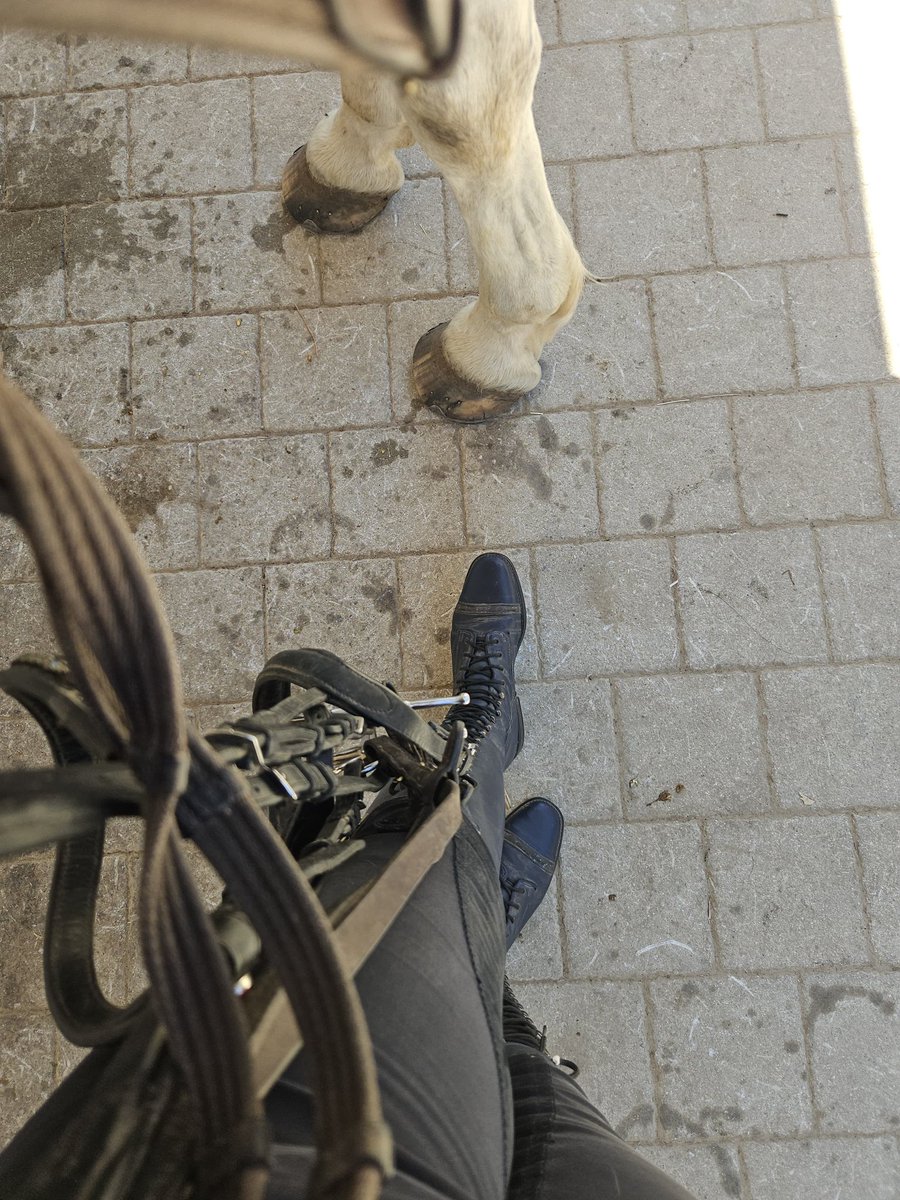 VGestuetsherrin's tweet photo. Fast fertig für heute, sobald ich meine hoheitlichen Füße auf der Terasse hochlege, möchte ich euch geraten haben, dass der Wein bereits bereitet ist 🫰🫰 wer möchte heute ranghöchster Knilch sein? https://t.co/fiq5j46lYH