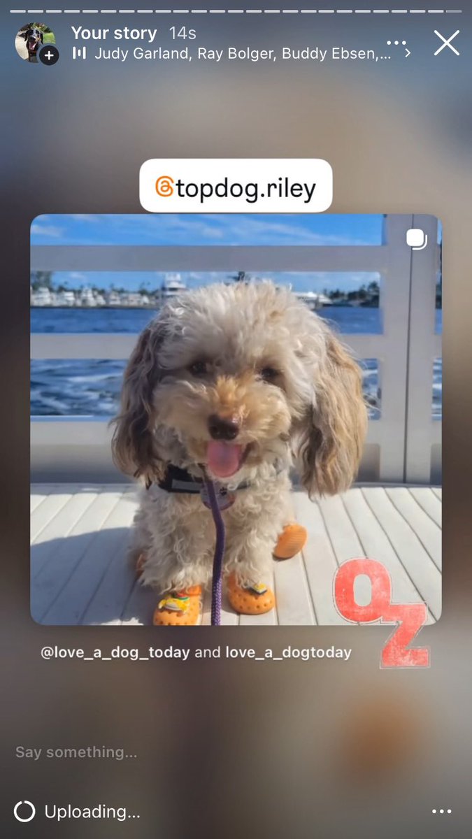 Anman248's tweet photo. Today’s furfriends 

Follow on IG @love_a_dogtoday and @love_a_dog_today for the complete posts and profiles of these pups
.................
#dog #dogs  #loveadogtoday #loveadogday  #doglove #dogsoftwitter #twitterdogs #twitterdog https://t.co/qhBukYeZN1