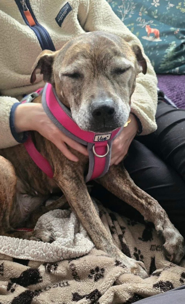 Senior Staffy Club Dog Rescue tweet media