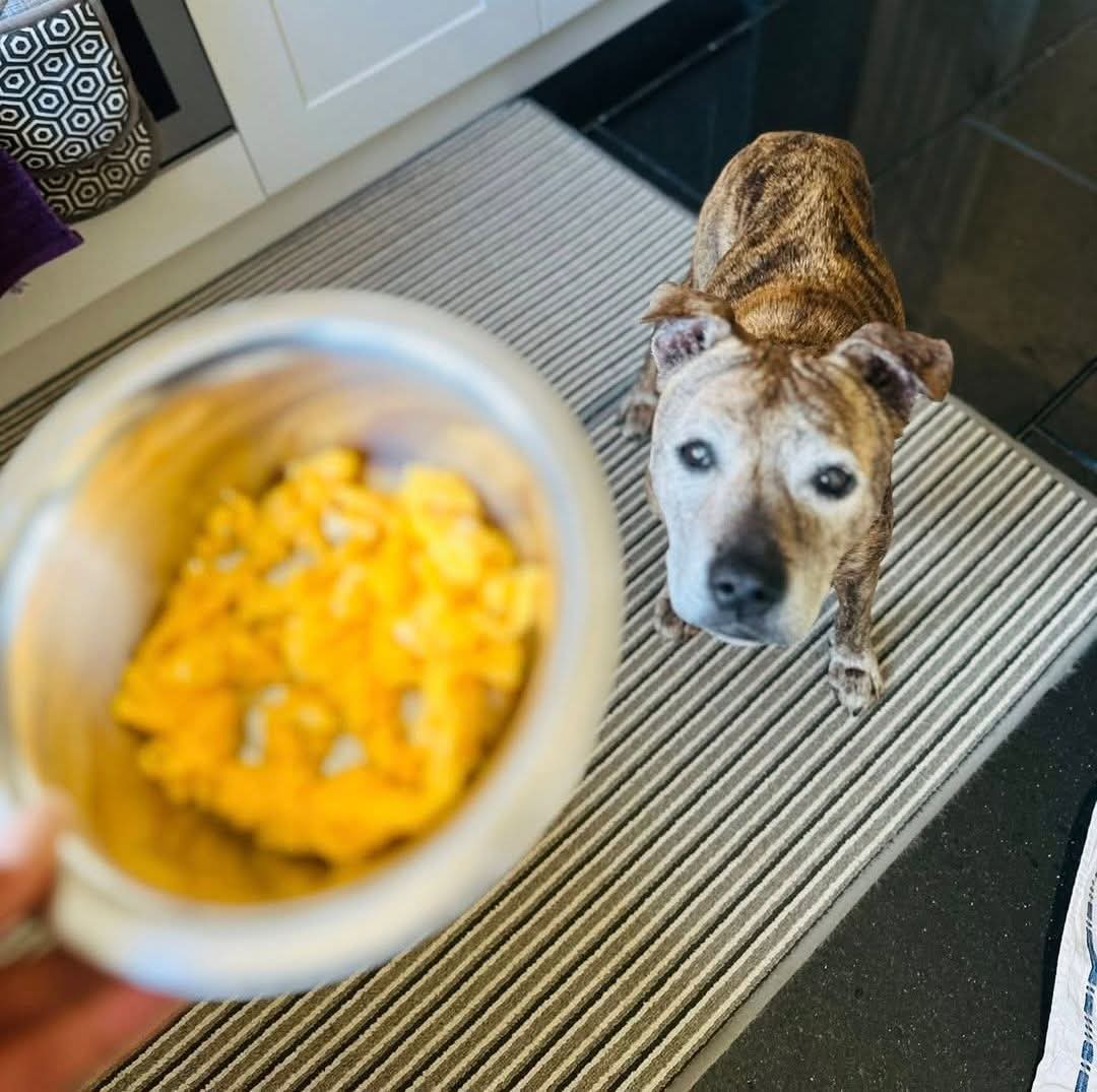 Senior Staffy Club Dog Rescue tweet media