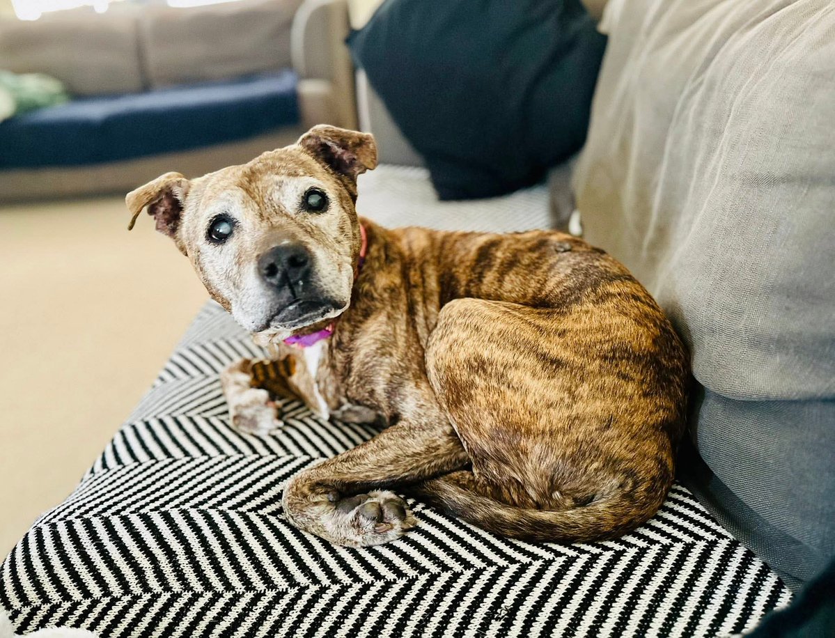 Senior Staffy Club Dog Rescue tweet media