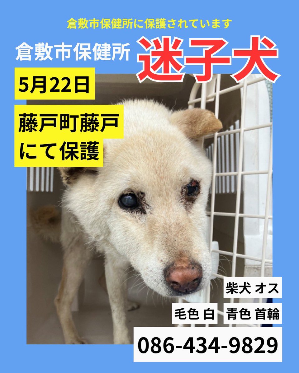 lharmonie2424's tweet photo. 倉敷市保健所に保護されている迷子さんです
ご家族の方、お迎えをお願いします

5/22 藤戸町藤戸にて保護
白柴オス
青色首輪

連絡先　倉敷市保健所　動物管理係
TEL 086-434-9829 https://t.co/p99qPQOkUu