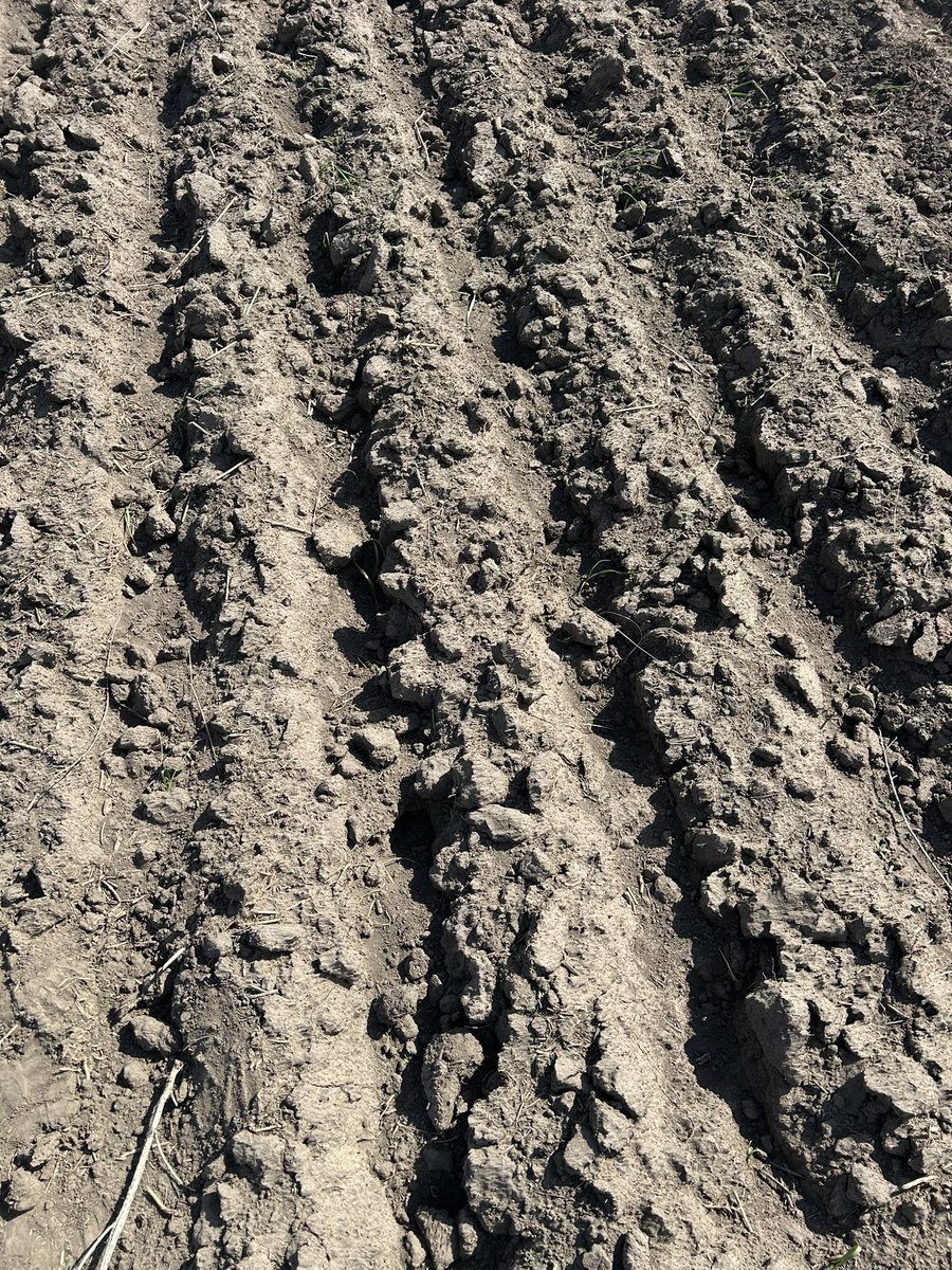 PickMeProduce's tweet photo. Lots of gophers here, can’t even grow durum. https://t.co/5r5ha3VTgv