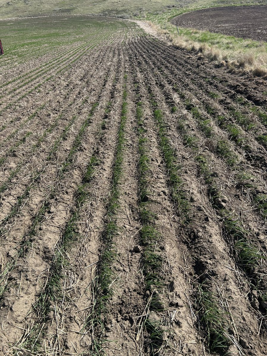 PickMeProduce's tweet photo. Lots of gophers here, can’t even grow durum. https://t.co/5r5ha3VTgv