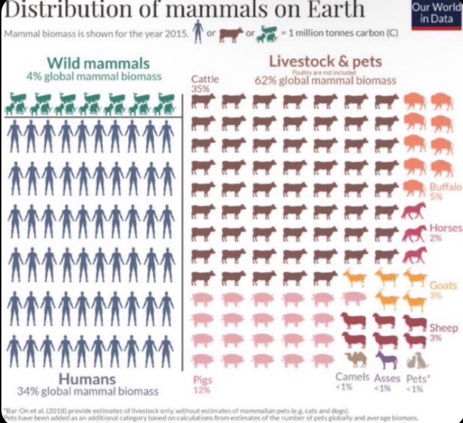 sibaburck's tweet photo. Meat eaters will say with a straight face that this is living in harmony with nature https://t.co/SkJRa6ma8T