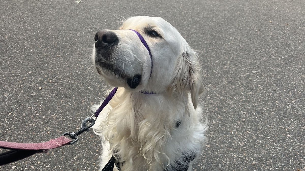 CurryEdu's tweet photo. The goodest boy https://t.co/wMSg6uAMEA