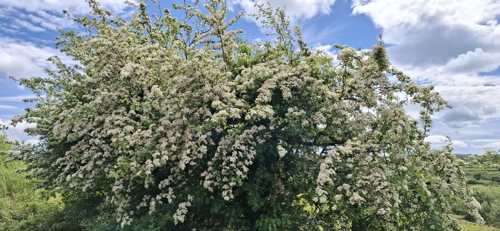 johncreedon's tweet photo. 'The Fairy Tree' - Irish Hawthorn in full bloom in May. There are many local variations on the name. https://t.co/q17Rju8gnq