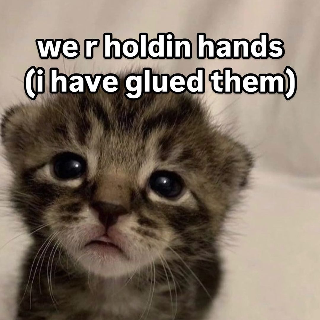 smol silly cat tweet media