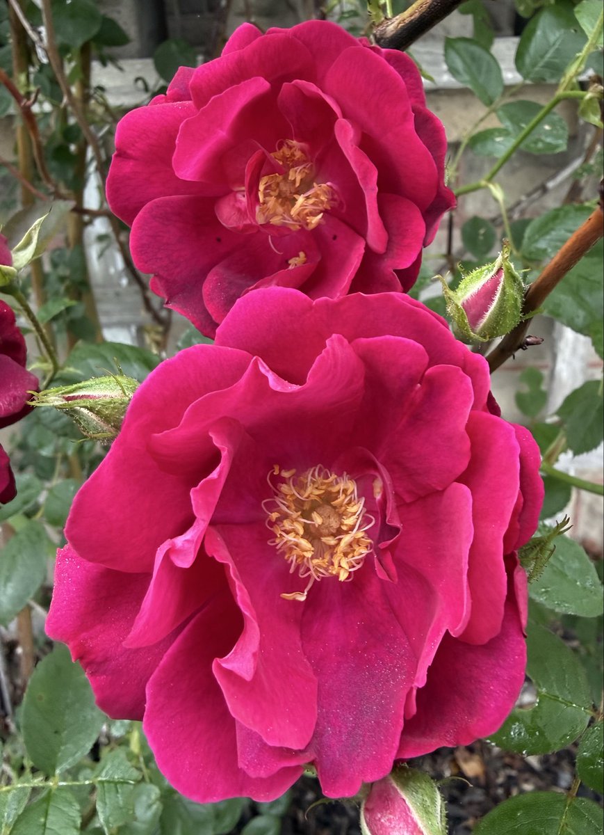 Antonia_AMD's tweet photo. On #RoseWednesday, these old fashioned red roses are blooming at my grandmother’s house. 🌹🌹🌹 #Roses #MyGarden https://t.co/L7p9tjY6DP