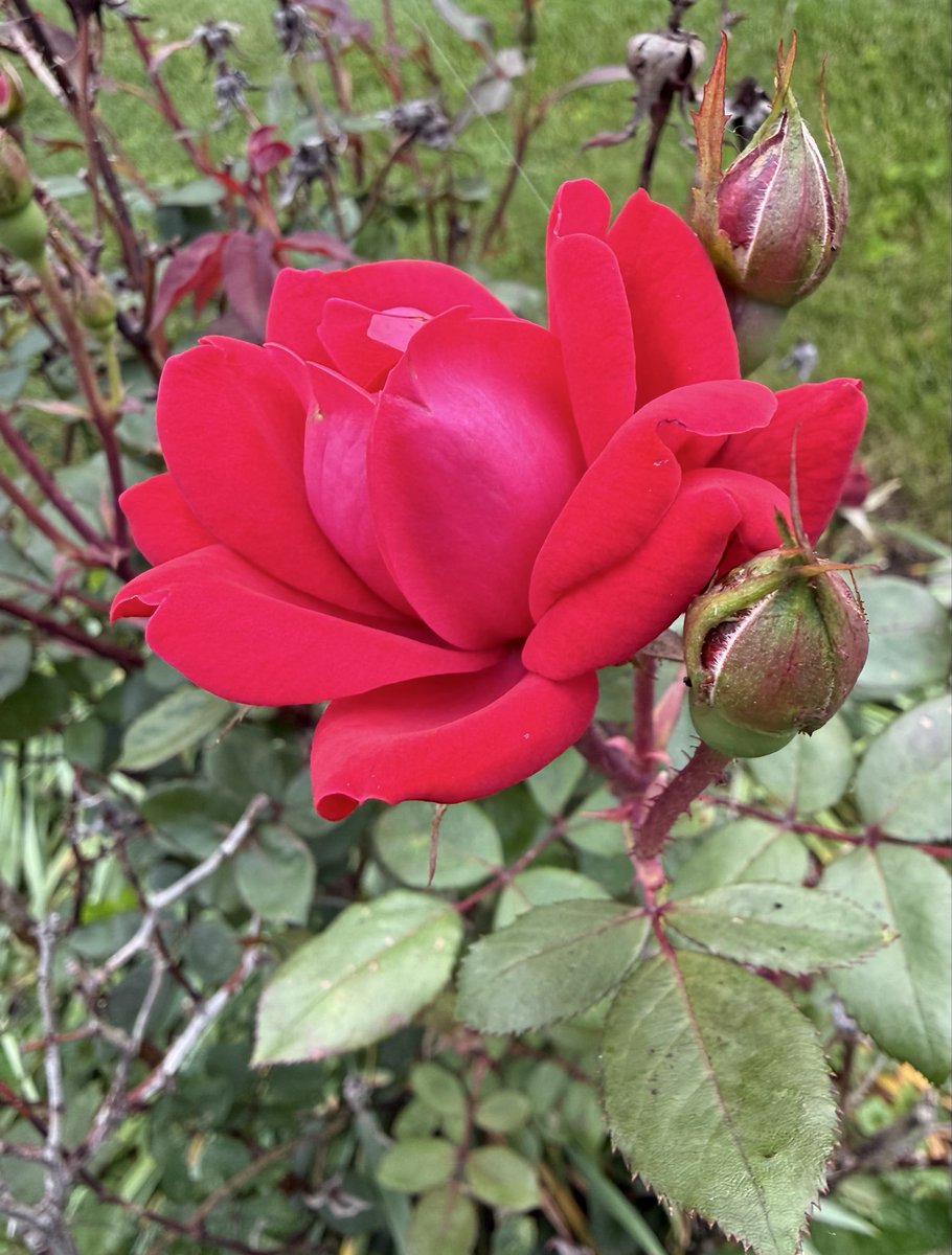Antonia_AMD's tweet photo. On #RoseWednesday, these old fashioned red roses are blooming at my grandmother’s house. 🌹🌹🌹 #Roses #MyGarden https://t.co/L7p9tjY6DP