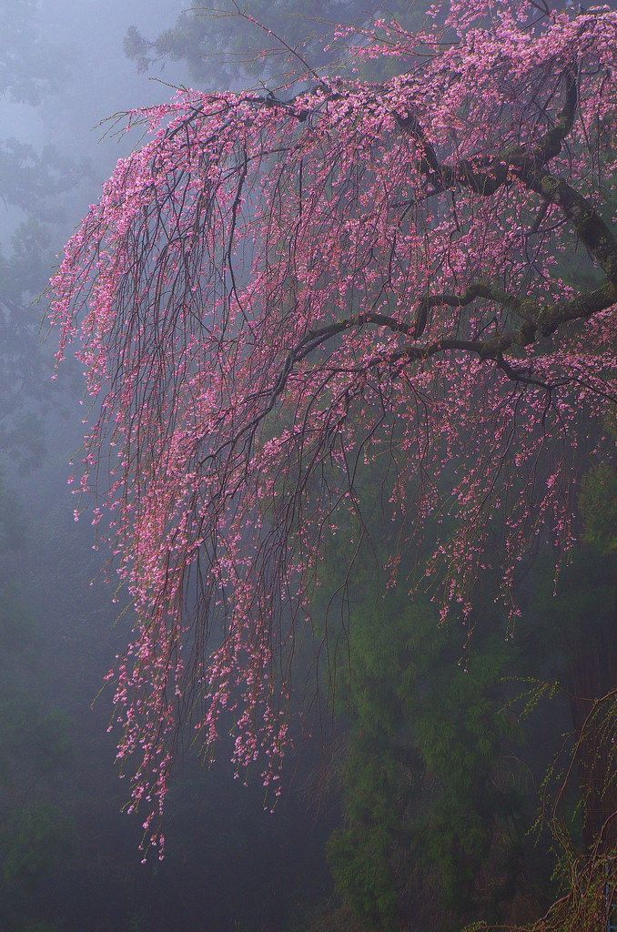 aestheticpost's tweet photo. Dreams covered in moss and mist kissed by flower petals 🌿🌸🌫️ https://t.co/PsXvpq3hhD
