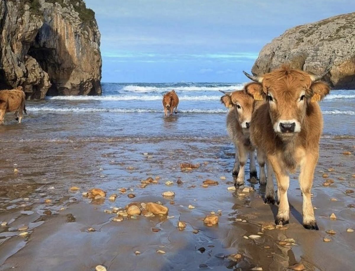 RCPdesdemicole's tweet photo. ¿Que si hace calor en Asturias? https://t.co/pYzONyi1ka