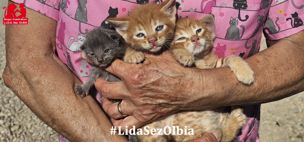 Lida sez. Olbia ODV tweet media