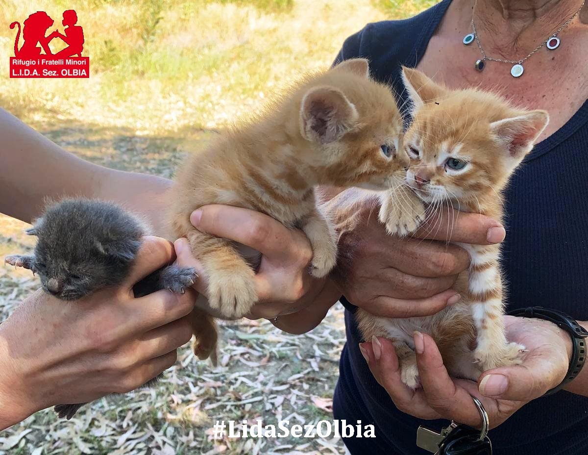 Lida sez. Olbia ODV tweet media