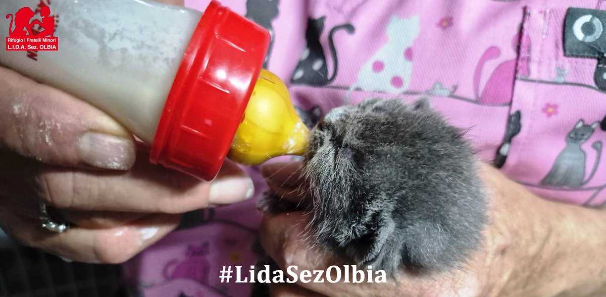 Lida sez. Olbia ODV tweet media