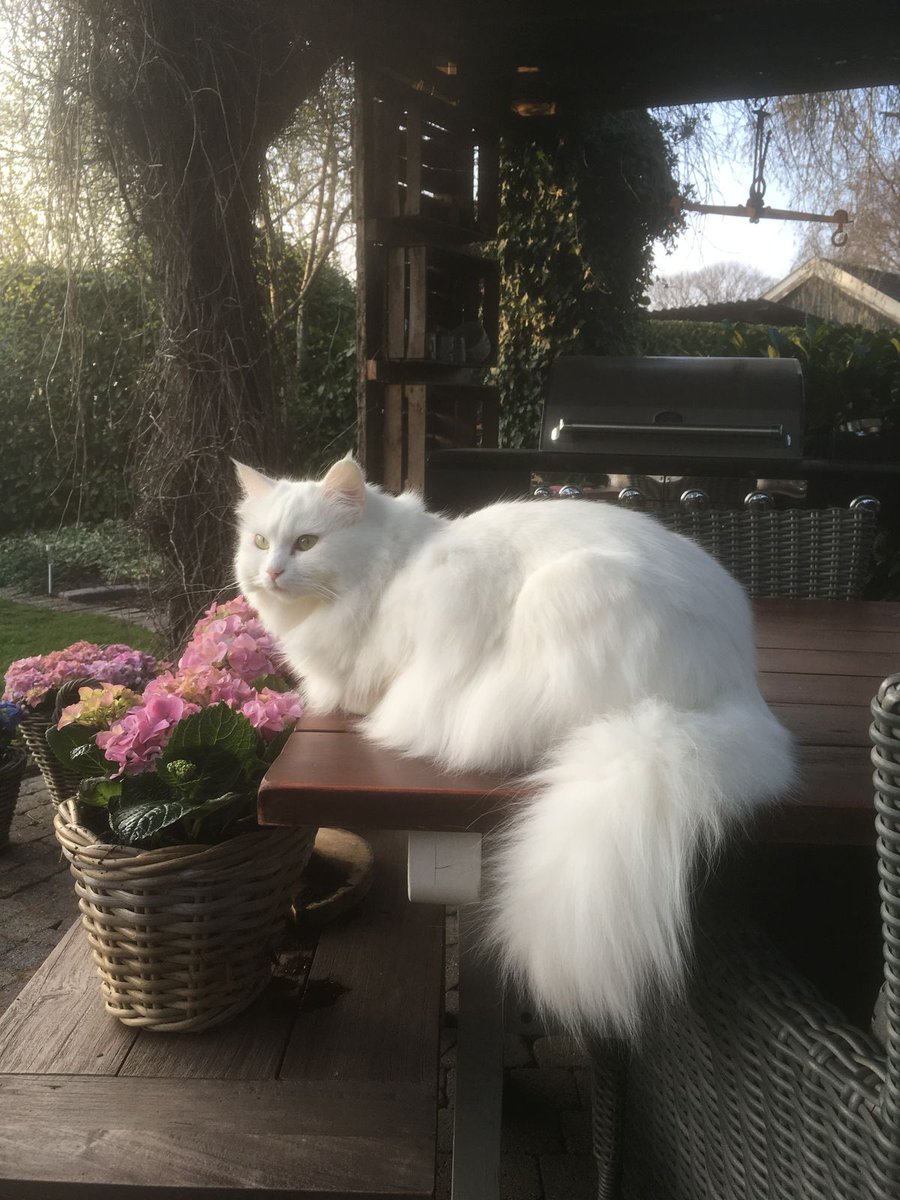 aestheticpost's tweet photo. Bathed in golden light, she takes her seat on the most magnificent queen's throne. https://t.co/x8ZwcNmGmN