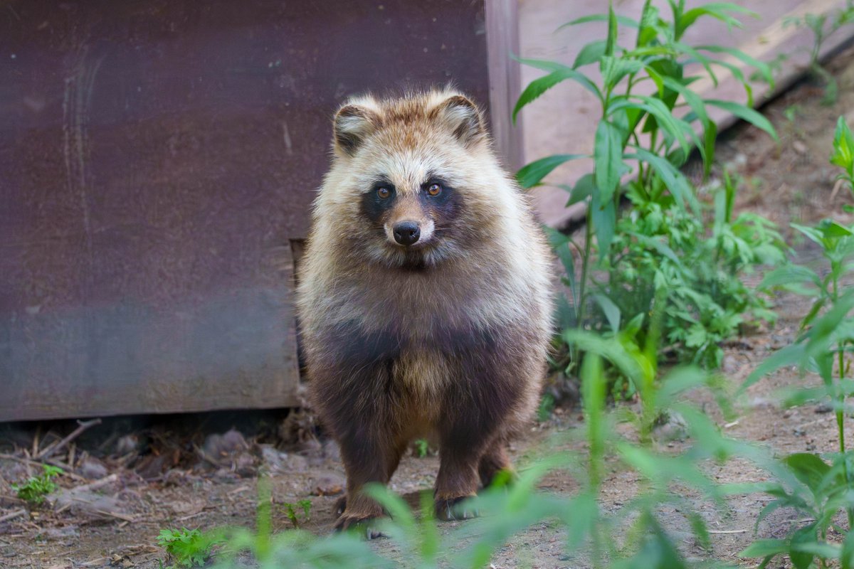 narickboxx's tweet photo. 2026/05 撮影

#エゾタヌキ #旭山動物園 https://t.co/NyM08geNG2