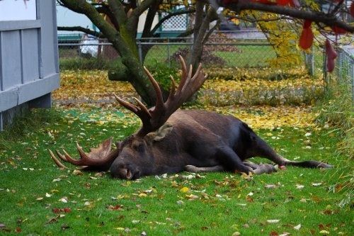 caty_xyz's tweet photo. say with sadness, moose passed away this afternoon 💔 https://t.co/TZIQmTIrf5