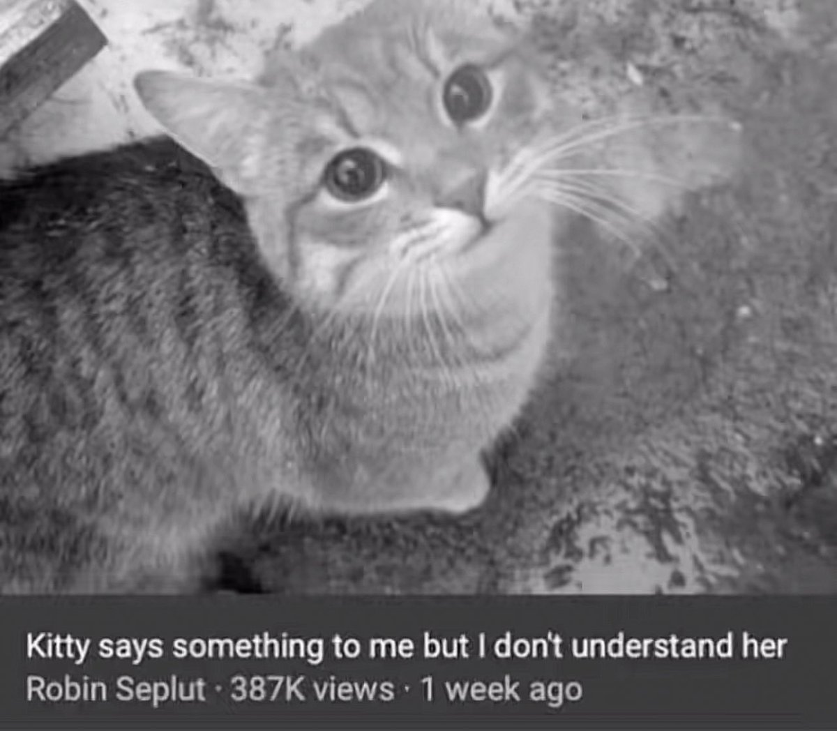 violet🐾 tweet media