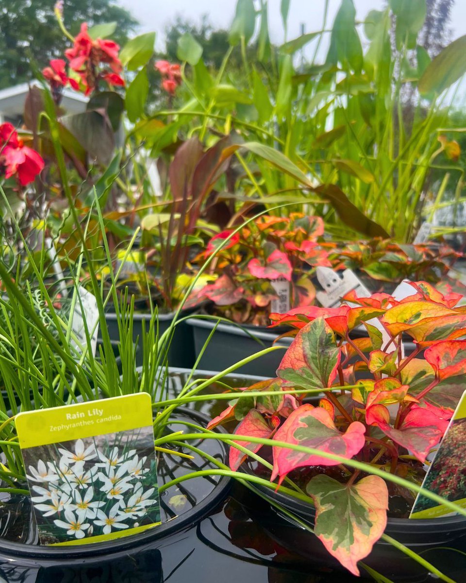 hicksnurseries's tweet photo. Add color, texture, and life to your pond this season! 🌸
Explore our wide selection of aquatic plants, perfect for ponds and water gardens of every size, available in-store.

⏰️ Open daily: 8am-7pm
📍 100 Jericho Tpke., Westbury https://t.co/pMUykPvHck
