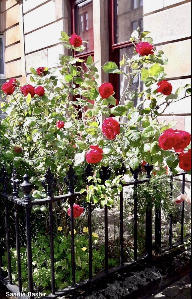 bashisaadia's tweet photo. My beautiful Rose bush bloomed 😍🌹✨
#glasgow #nature https://t.co/KZzZkAUX9w