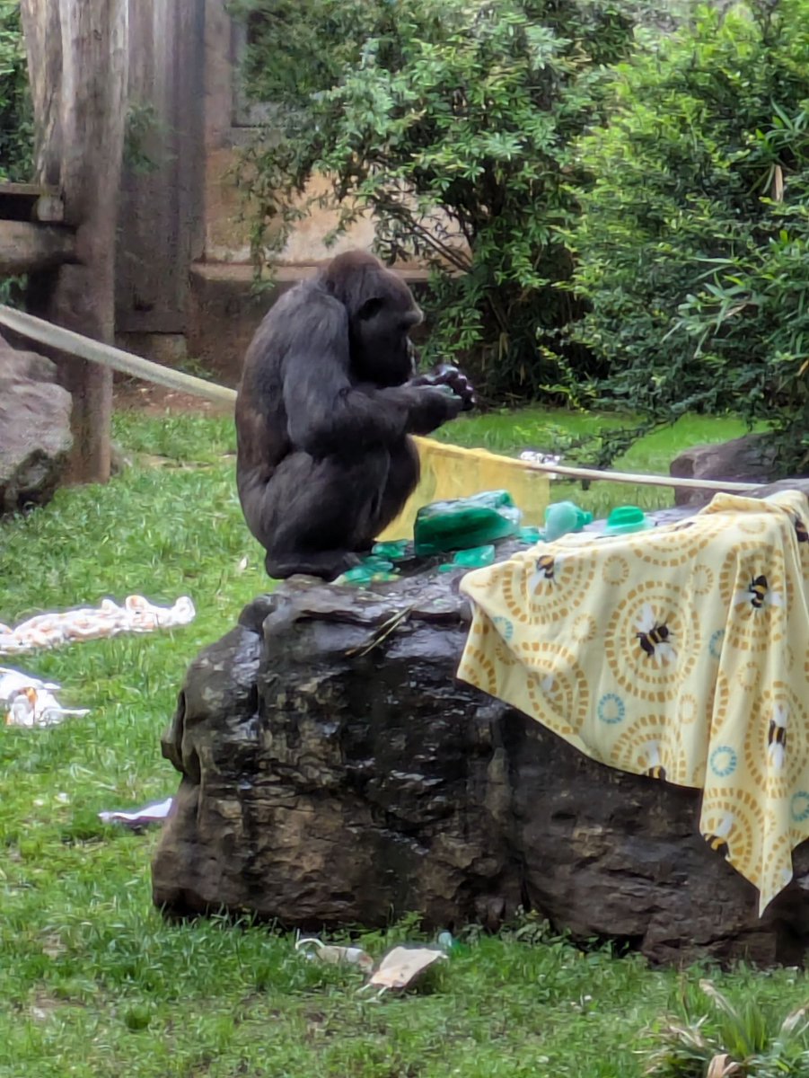DodgerAmes's tweet photo. @Fijithegreat @PookieDigi4Ever @VandyViking @Linty64 @Doralovesbears @CharmCityPanda @LoveofPandas1 A photo sent to me from a friend. Moke with the cake…of course. (Photo credit Barbara H.) https://t.co/I8egasaGbz