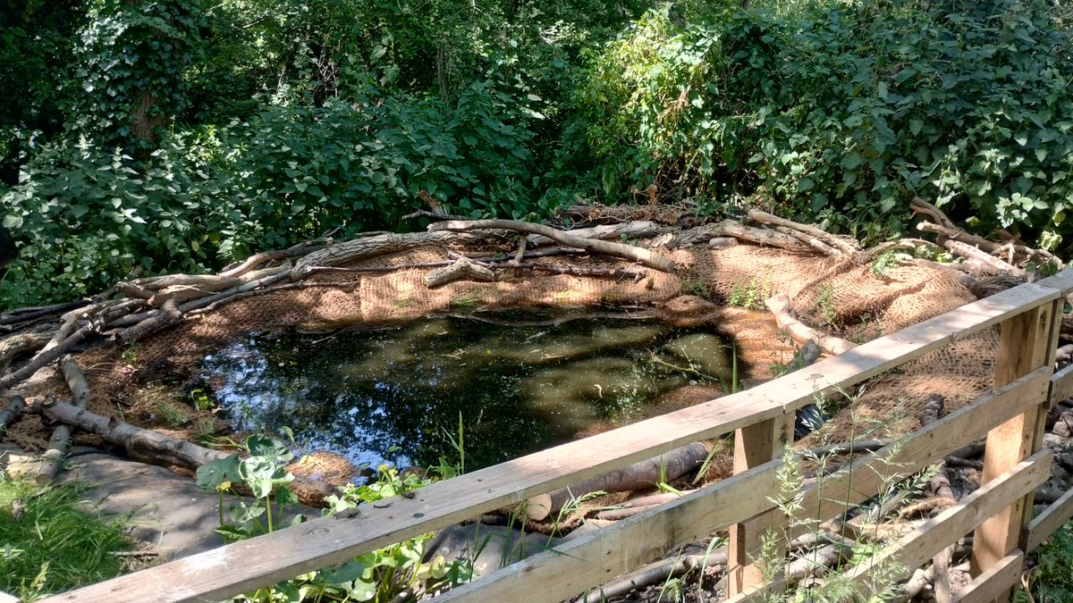 LetOutside's tweet photo. Do you remember the pond the Friends of Meadway Orchard were building with us last Summer? Have a look at it now! Isn't it exciting to see  it taking shape. Coir is made from coconuts and covers the pond liner and provides a secure spot for the plants to grow in. https://t.co/2pU3TK7r5i