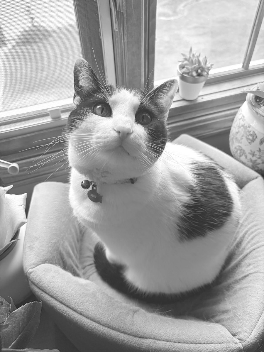 _gingeralee's tweet photo. Just a girl and her cat 🫶🏻🩷 https://t.co/TOU0733qKo