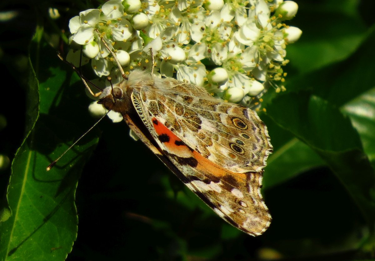 angegarrod's tweet photo. Gorgeous Painted Lady this afternoon enjoying the newly opened pyracantha flowers.

Not seen one in maybe 10yrs, so was delighted to see this big beauty zooming around.

#butterflies #springwatch #leps #insects #wildlifephotography https://t.co/oIlz3zo92h