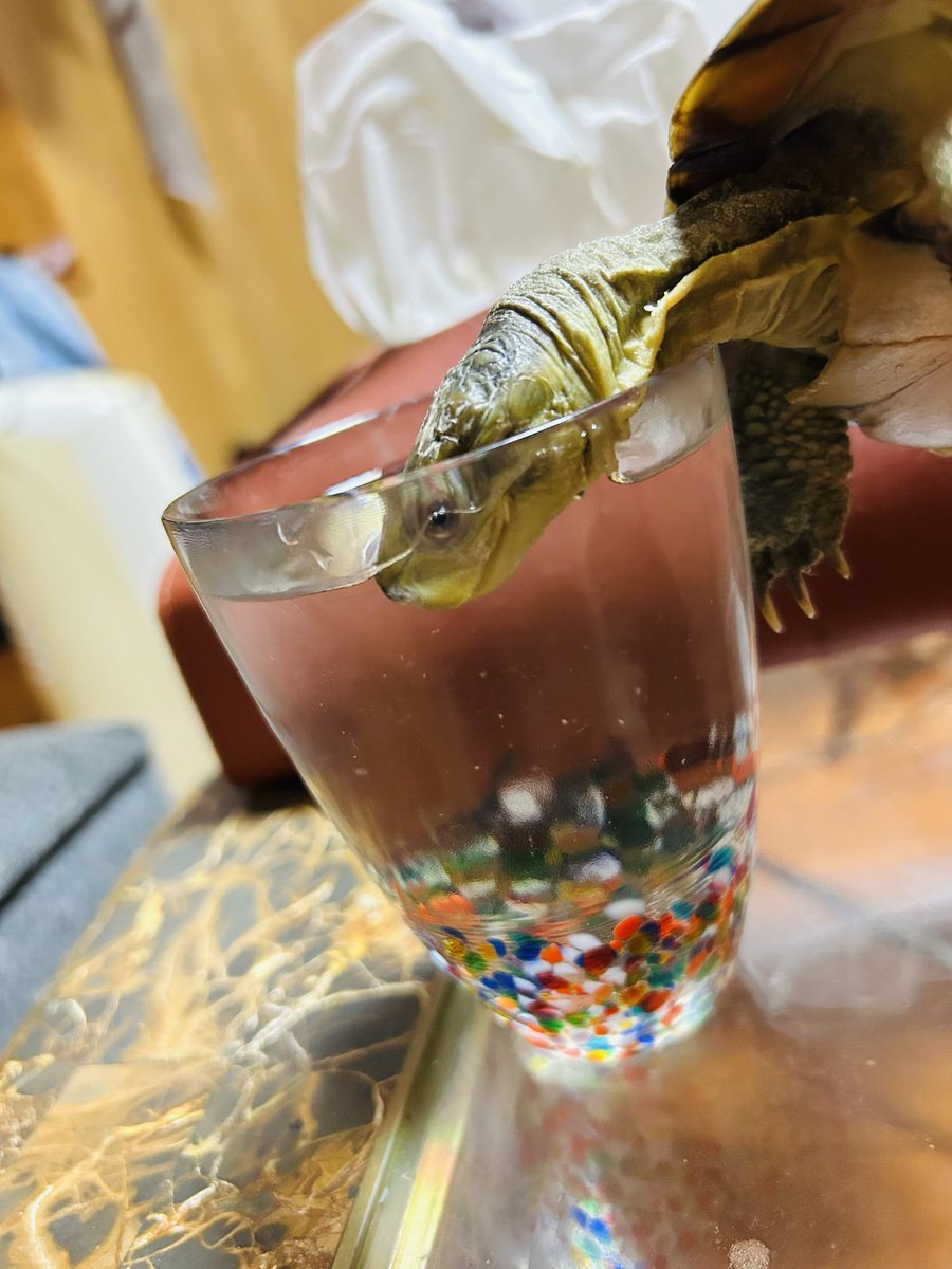 moggdeep0867's tweet photo. 言葉も通じるし同じ杯の水を飲める仲

野良からうちに来てくれて約5年、最初はチンピラでヤールーも捕まえて食べたほど俊敏

それが今や寝るだけ

外に出たい喉が渇いた腹が減った

都度アピールしても叶うから完全に引きこもりニート独身異常中年男性

まだまだ甘やかしますよ

@nakamurachisaki https://t.co/MP6Yx7s8U2