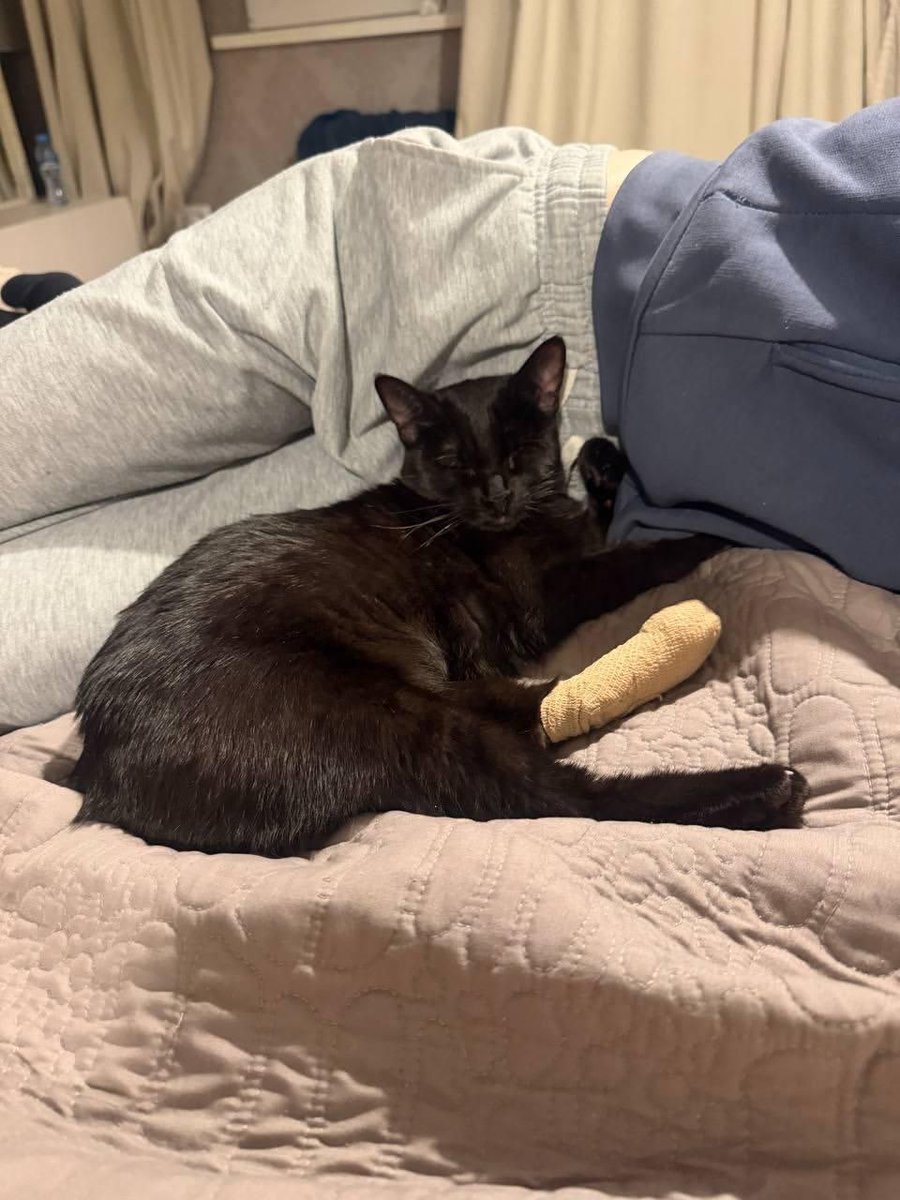 etochtotakoe's tweet photo. ТБИЛИСИ, НУЖНА ПОМОЩЬ

Потерялся чёрный котёнок в районе ул. Адама Мицкевича, 70 — сбежал из переноски у ветклиники. Опознать легко: нет одного глазика и перебинтована лапка. 

Помогите бедолаге-кошечке вернуться домой! 🙌 Связаться можно в тг: @olkyrie или @oleg_meisner https://t.co/U8okHQhpJa