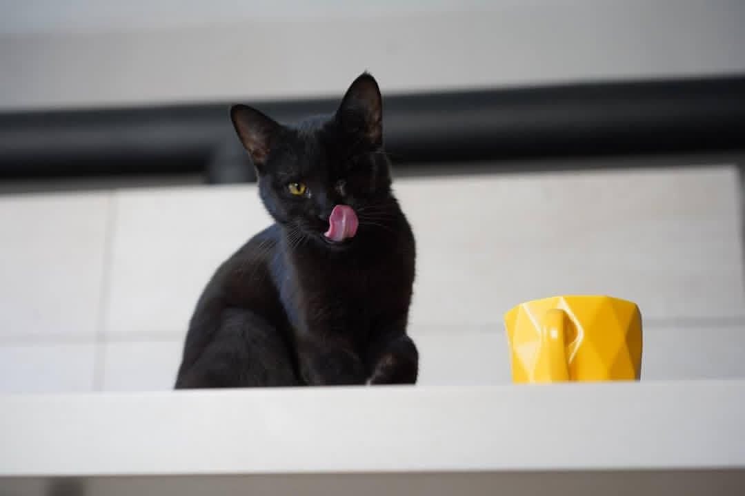 etochtotakoe's tweet photo. ТБИЛИСИ, НУЖНА ПОМОЩЬ

Потерялся чёрный котёнок в районе ул. Адама Мицкевича, 70 — сбежал из переноски у ветклиники. Опознать легко: нет одного глазика и перебинтована лапка. 

Помогите бедолаге-кошечке вернуться домой! 🙌 Связаться можно в тг: @olkyrie или @oleg_meisner https://t.co/U8okHQhpJa