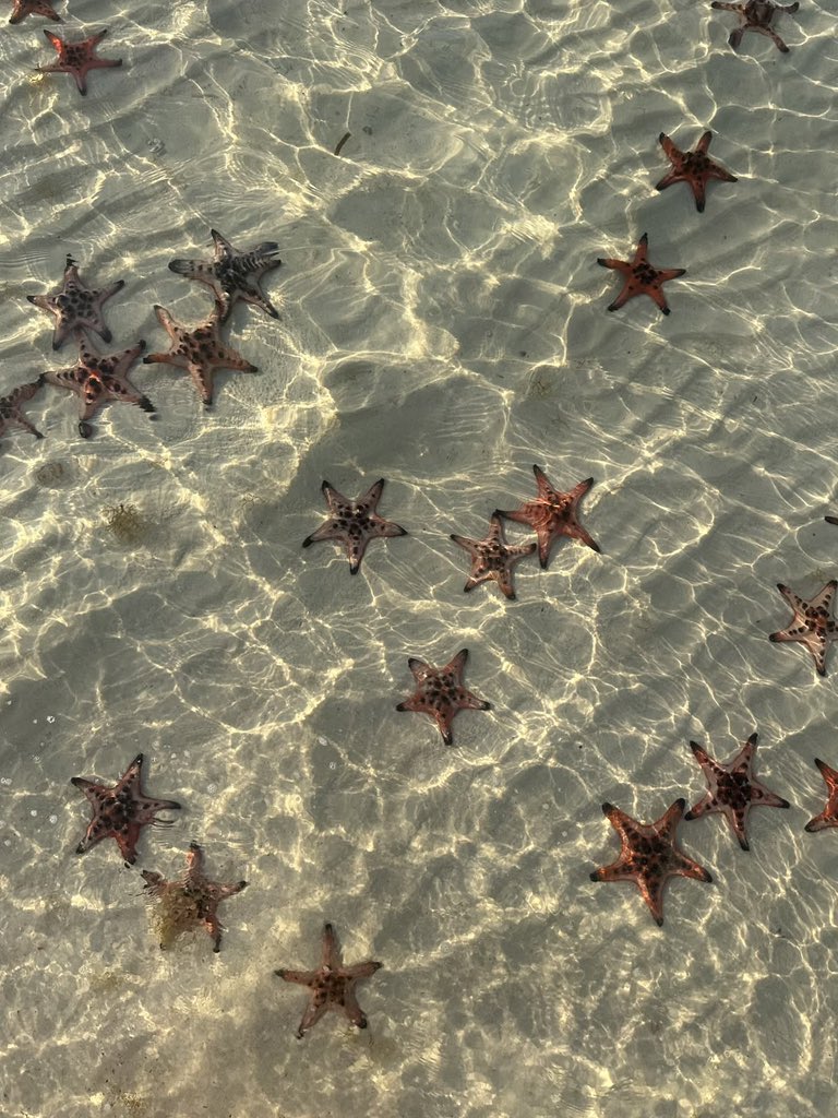 Pure_naturess's tweet photo. starfish https://t.co/FTHXibAAzN