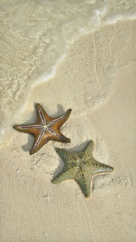 Pure_naturess's tweet photo. starfish https://t.co/FTHXibAAzN