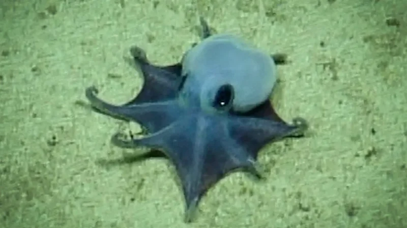 giveashitnature's tweet photo. Breaking news: scientists have discovered a new octopus.

Microeledone galapagensis is a deep-sea octopus the size of a golf ball, bright blue, found 5,800 feet under the ocean near Darwin Island in the Galápagos.

An ROV from the E/V Nautilus filmed it in 2015. The audio from the camera caught the scientists' real-time reactions: "He's tiny!" "It's blue!" 

He is certainly both of those things.