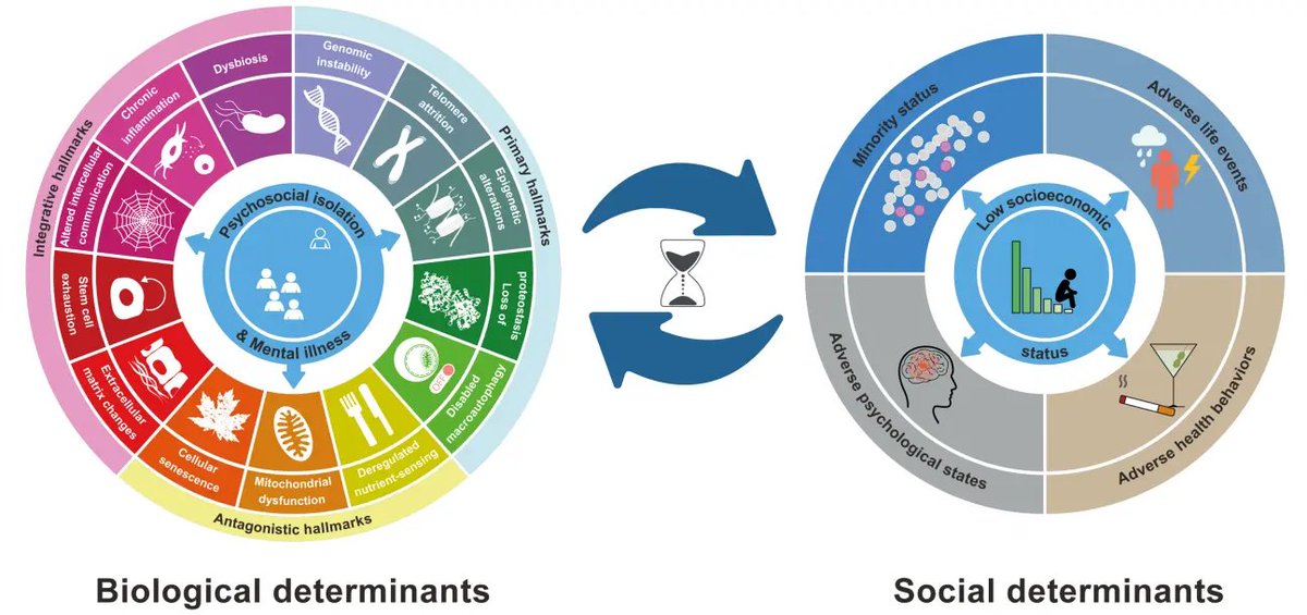 Hallmarks of aging: Integrating molecular and social determinants 👉The ...