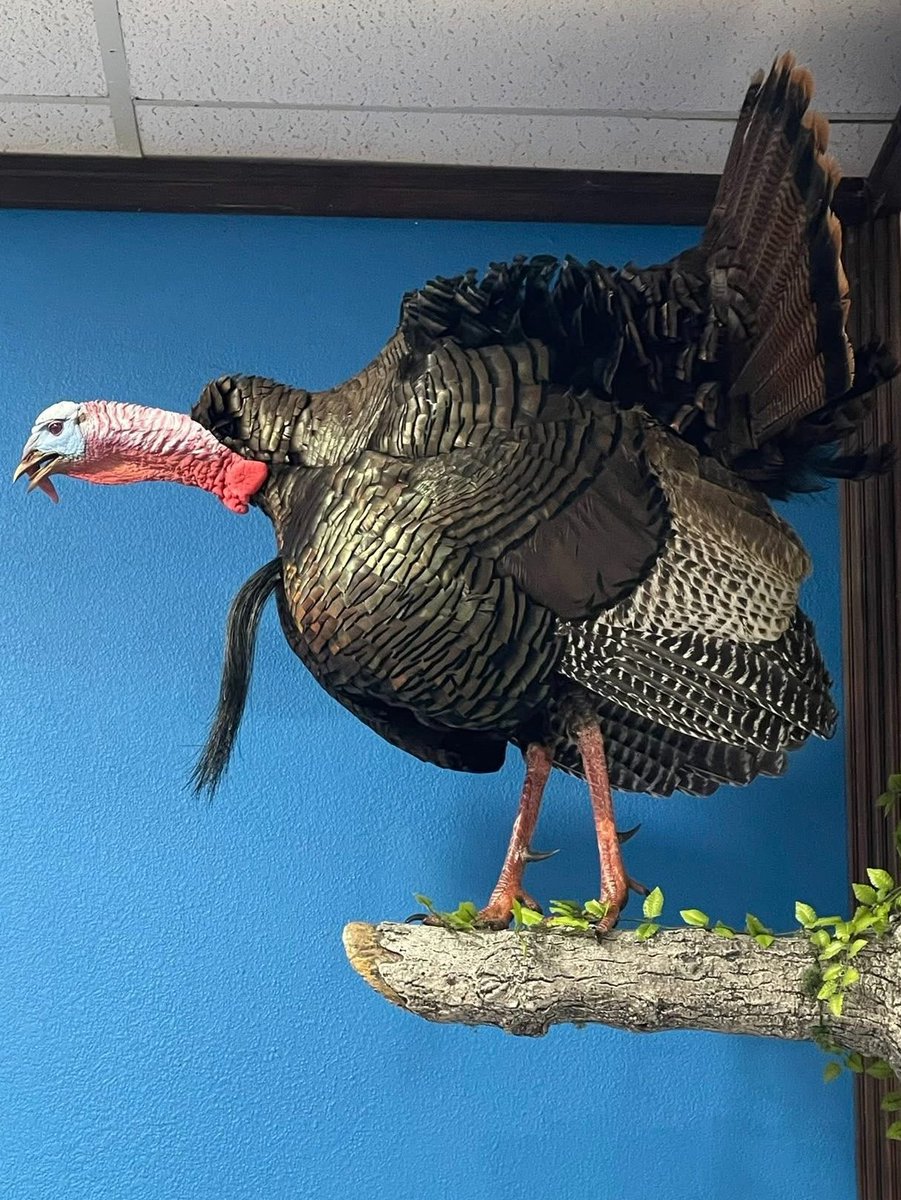 Turkey_Hunting's tweet photo. Huntlee Goins is building a résumé that stands out well beyond his years. At just 7 years old, he harvested not one but two toms during the 2026 Kentucky Youth Season, and last year he tagged an impressive gobbler with 1.5-inch spurs. Way to go, young man!
You can read all the details on Huntlee's turkey seasons at https://t.co/hFBdsm3Tk6