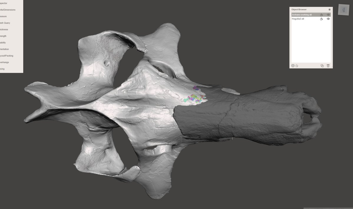 df9465's tweet photo. @Revopoint3d Amanda edited the initial 3D models to remove artifacts. I then added a scan of the new snout &amp; scaled up the back of the skull by 120% to match. 

We've bought Pop2, Mini1 and Mini2 scanners. We use the  Mini2 almost exclusively for its excellent detail. It makes very big files! https://t.co/GMvuuDPK3p
