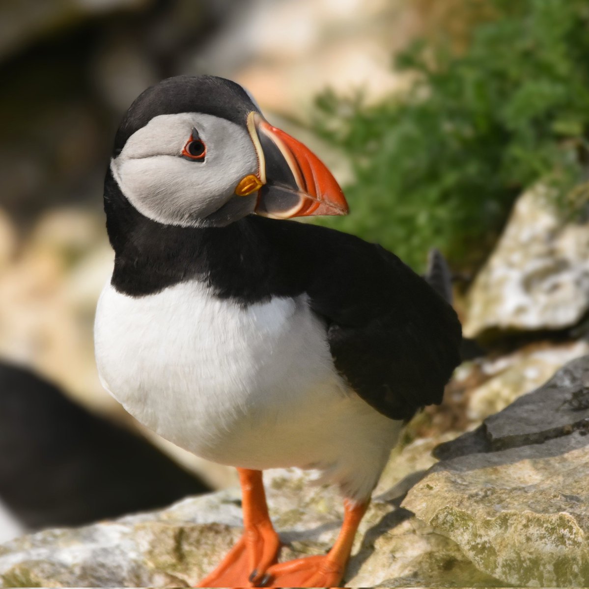 simonrose1982's tweet photo. We had a great afternoon yesterday enjoying the spectacle of thousands of nesting seabirds at Bempton Cliffs. After a few hours of searching we were lucky enough to have a close encounter with some obliging Puffins. @leannegiraffe https://t.co/UxX2RzPFNQ