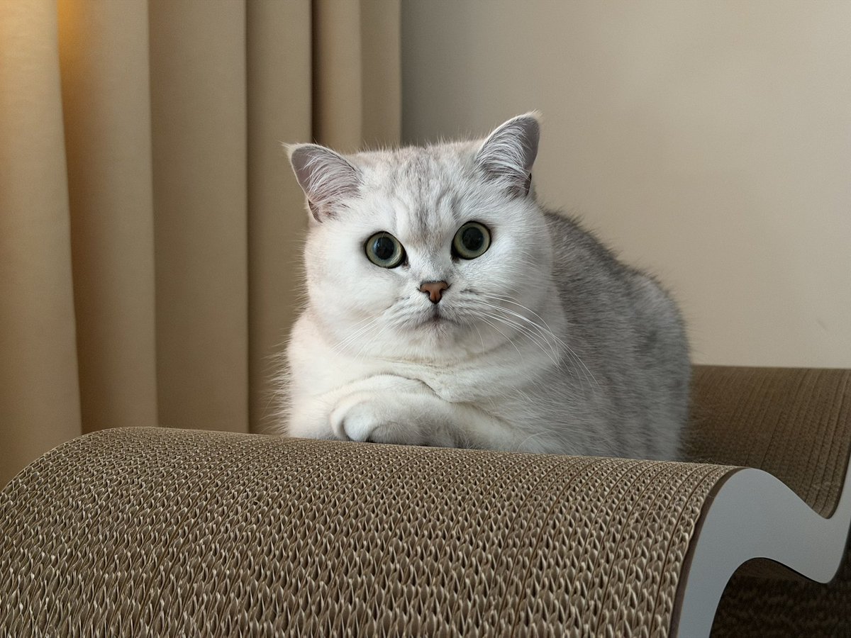Yaroslava tweet media