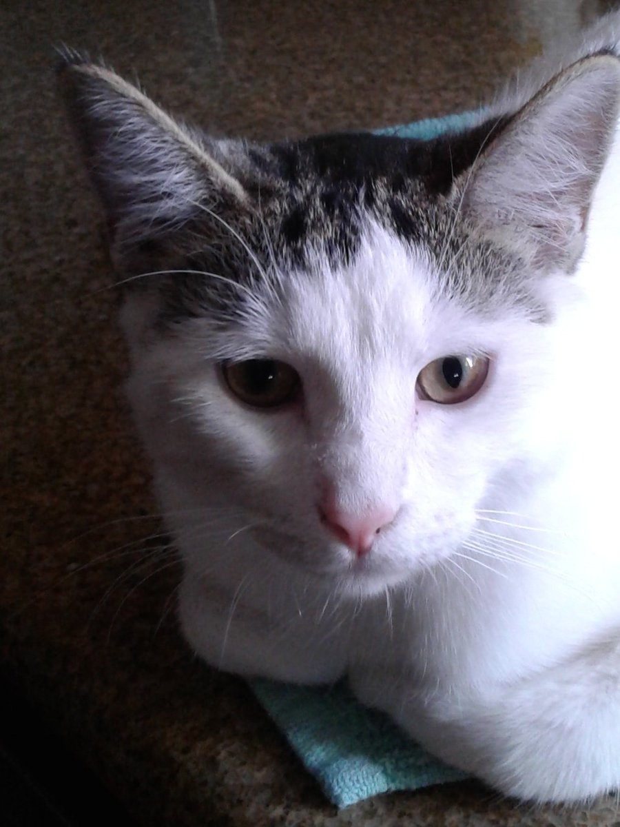PortnerRandy's tweet photo. @strategywoman Mookie says hello back https://t.co/ur0xBtMDw8
