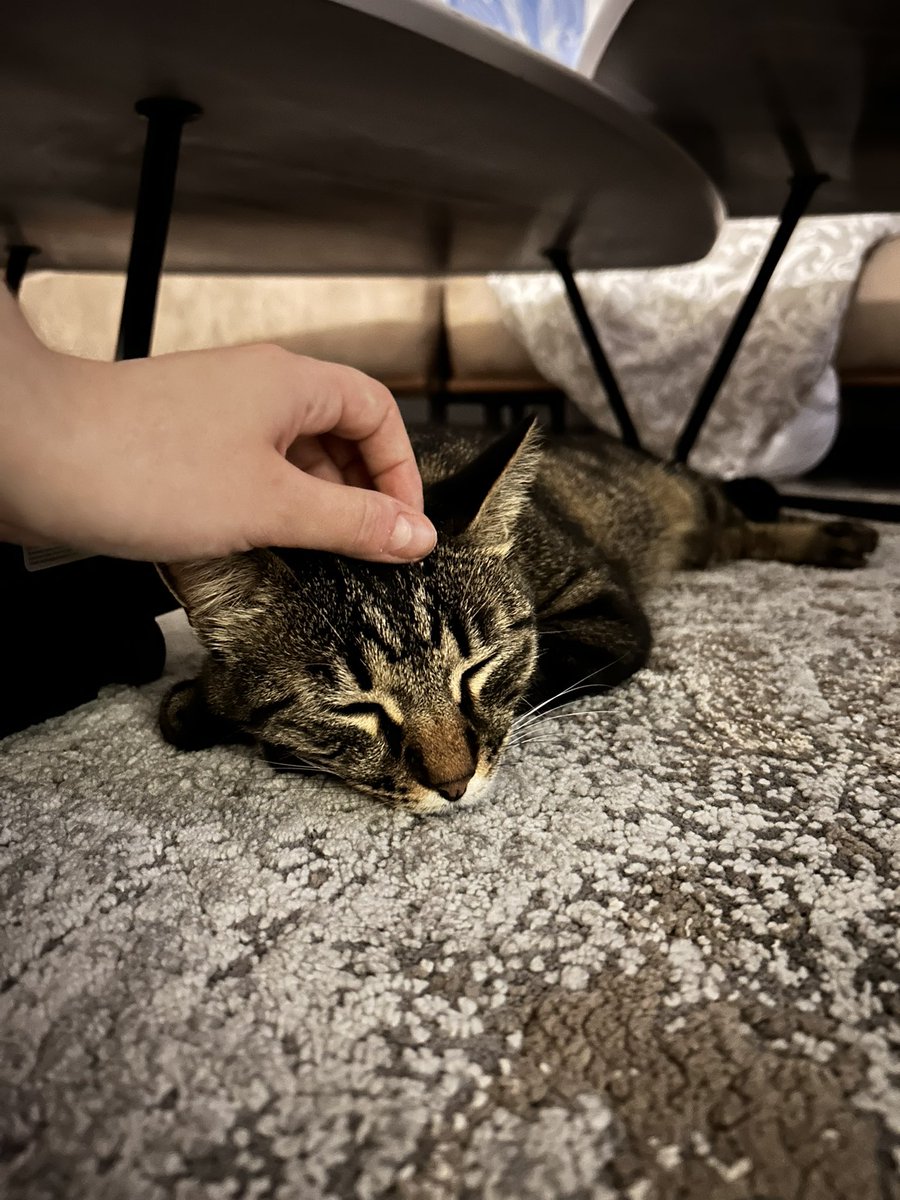 petitchatmac's tweet photo. @BebertLeChat1 mercii https://t.co/pBs3J9I8jf